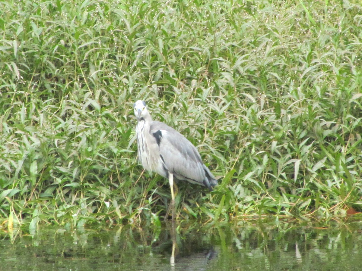 Airone cenerino - ML646711270