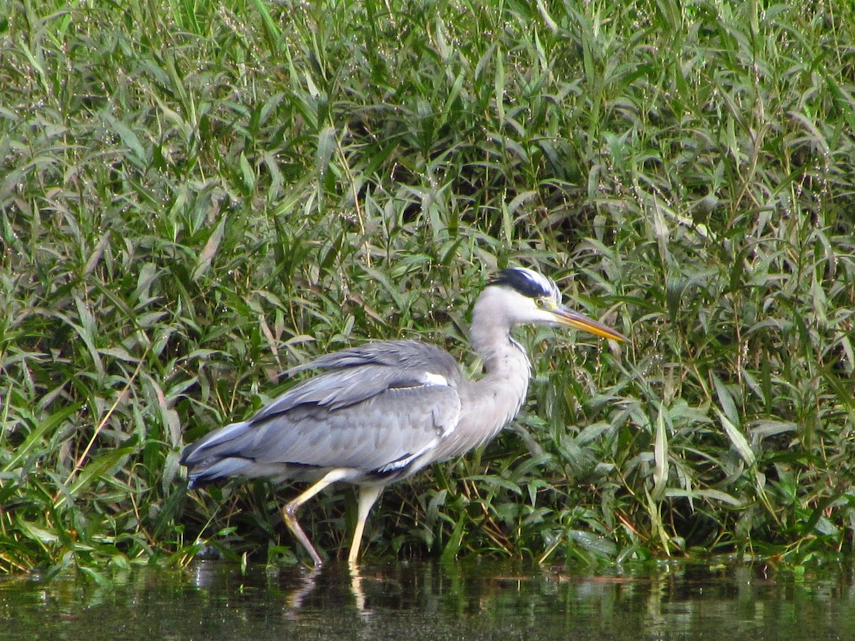 Airone cenerino - ML646711272