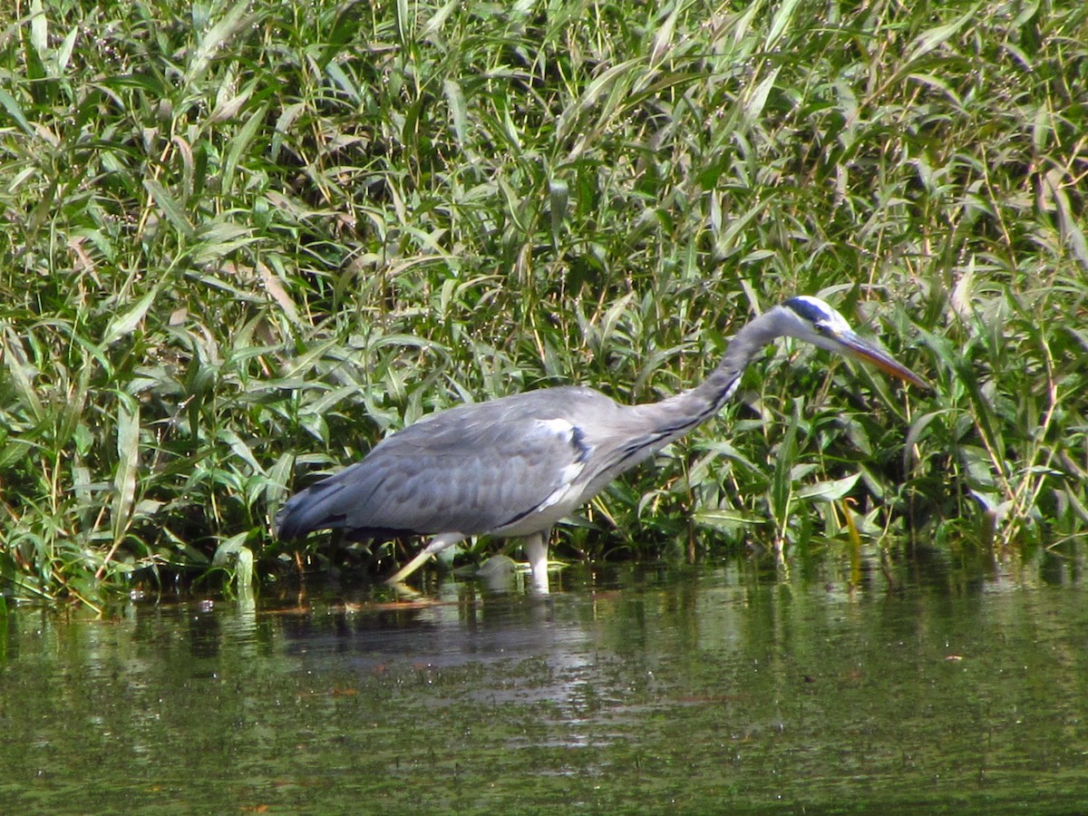 Airone cenerino - ML646711273