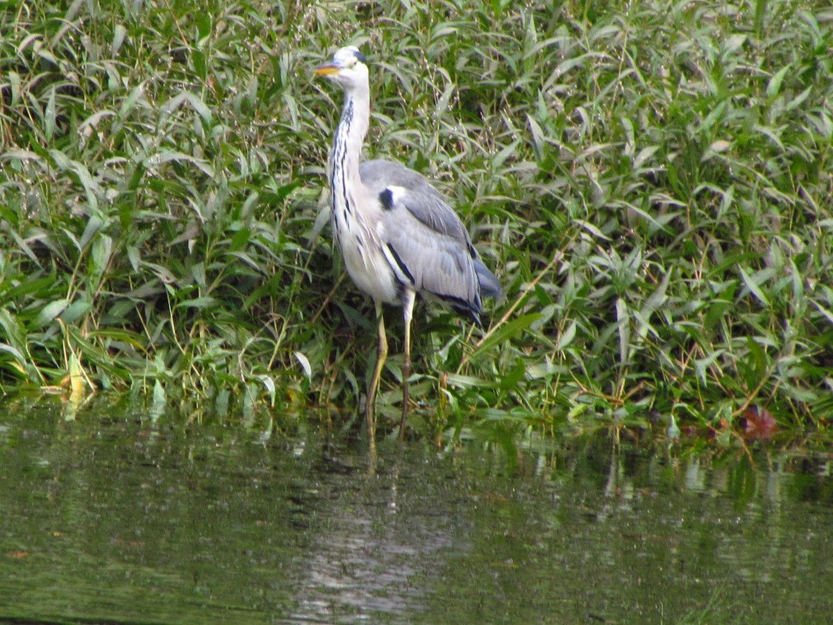 Airone cenerino - ML646711274