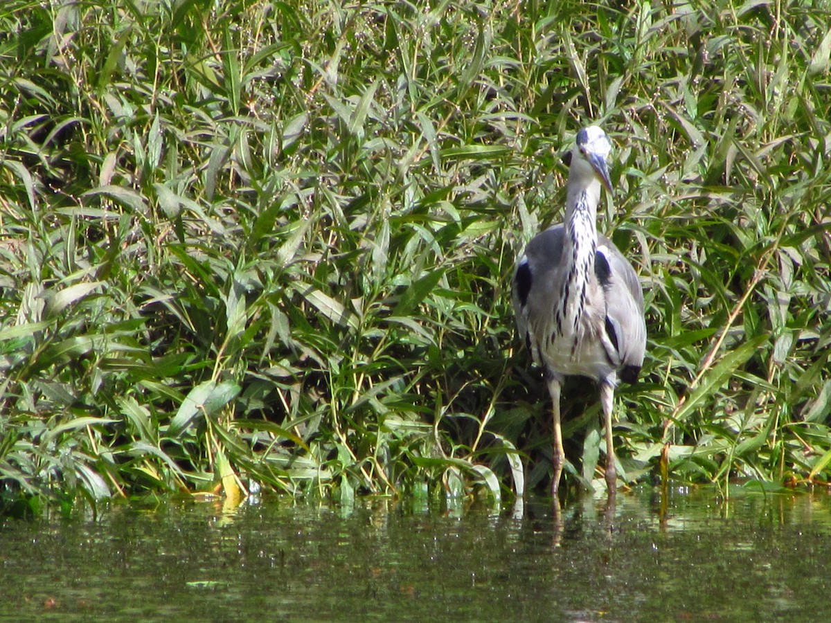 Airone cenerino - ML646711275