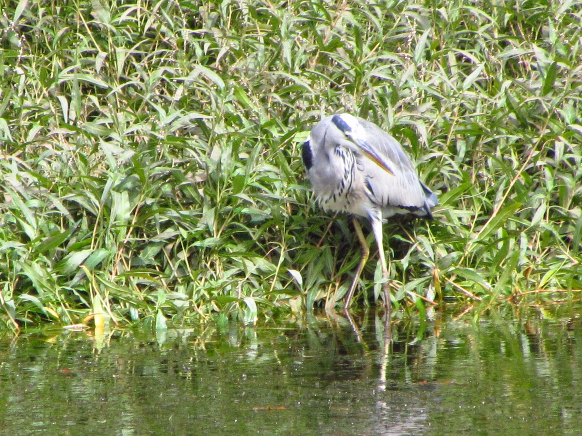 Airone cenerino - ML646711276