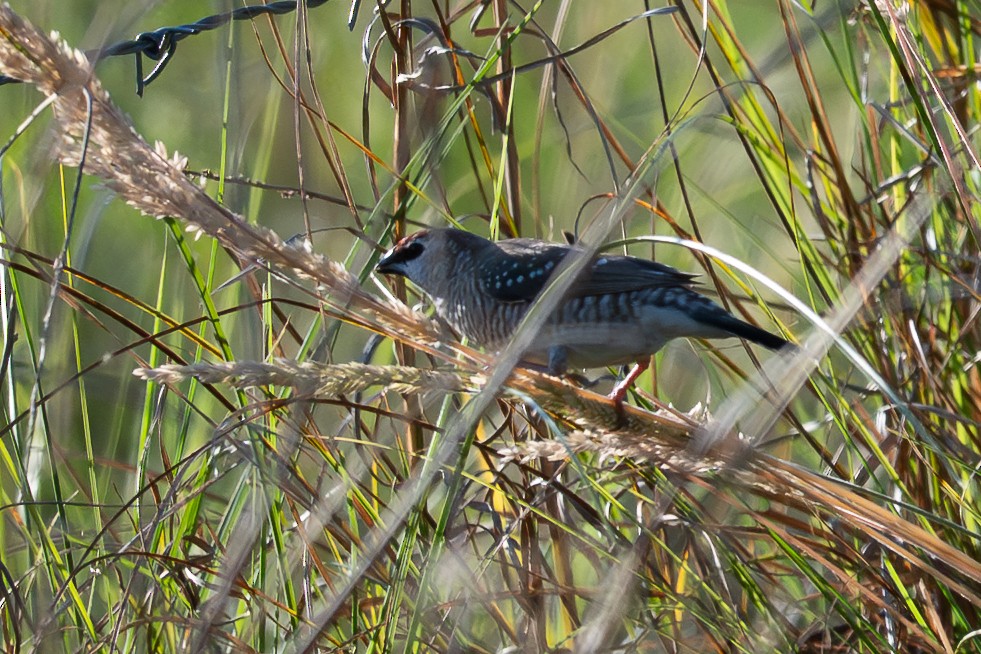 Plum-headed Finch - ML646711279