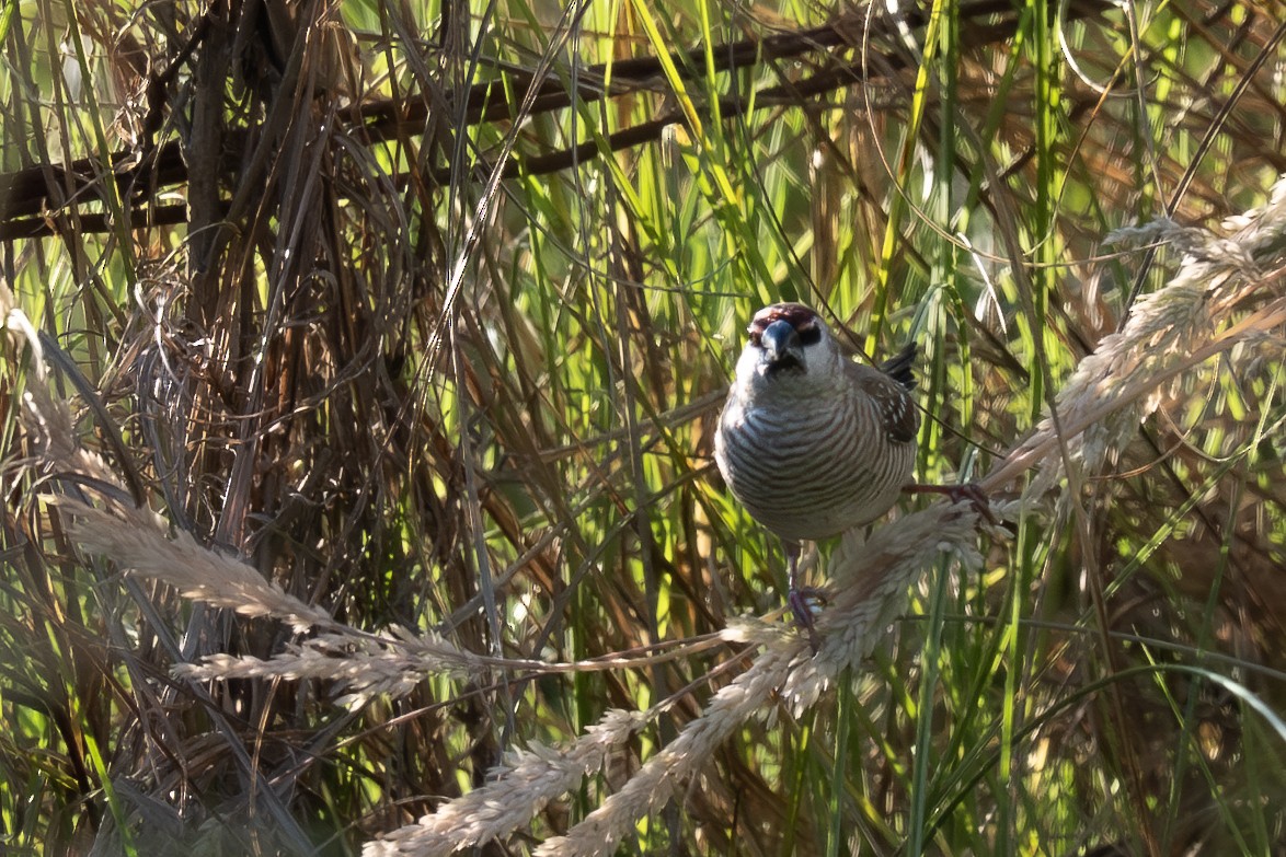 Plum-headed Finch - ML646711280