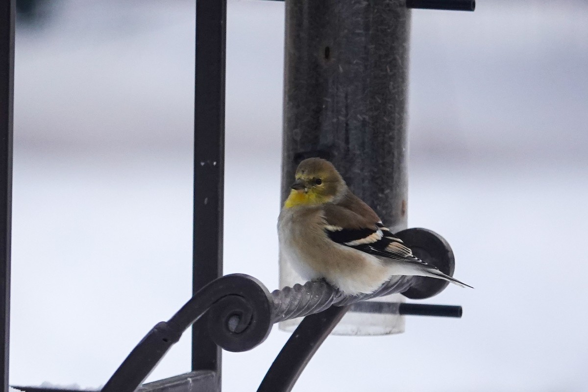 Чиж золотий - ML646711281