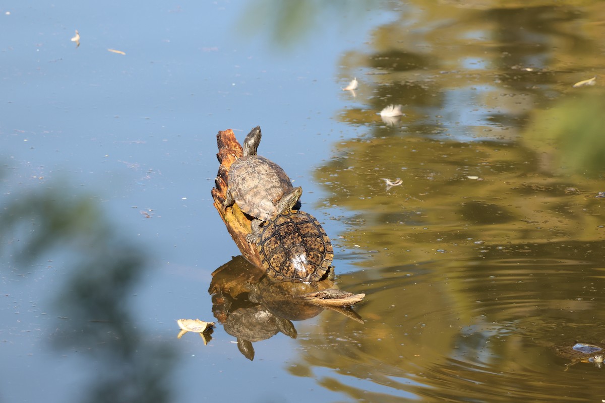 Расписные черепахи - ML646711287