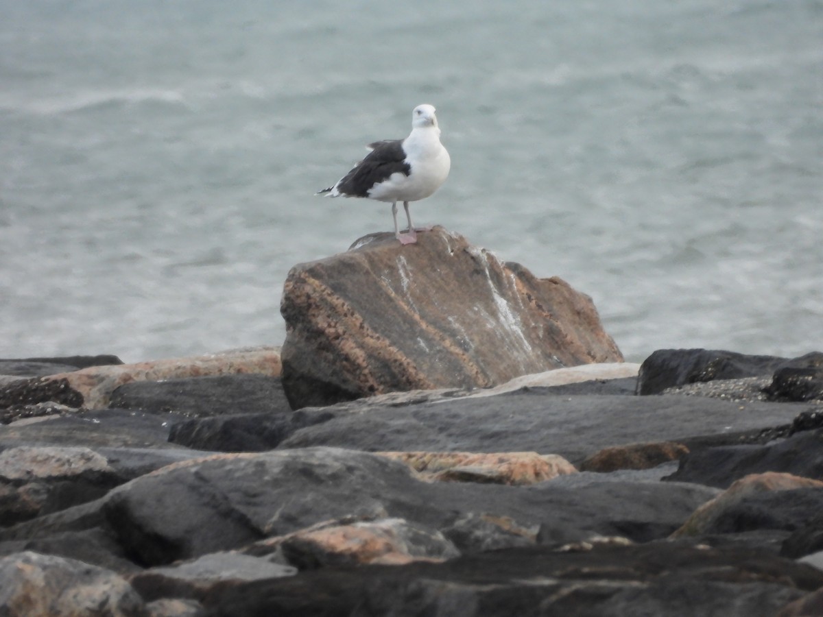 Great Black-backed Gull - ML646711289