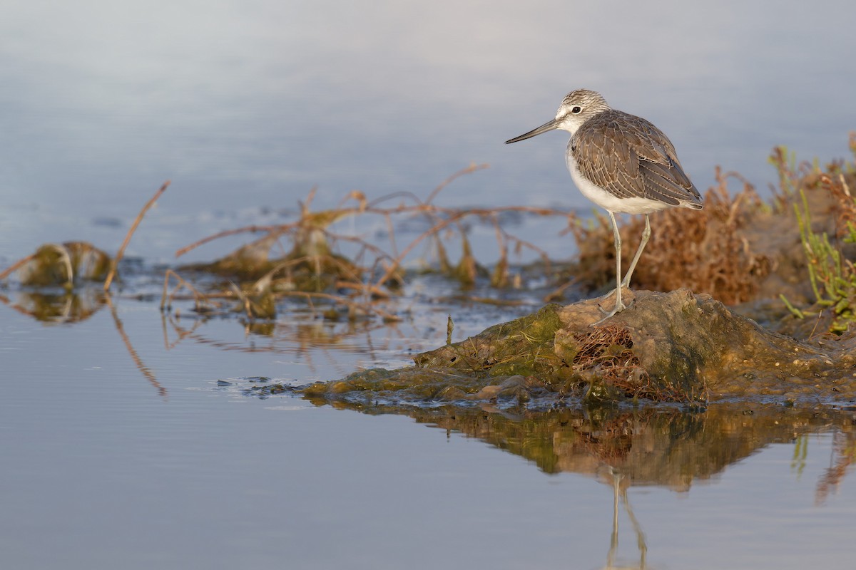 vodouš šedý - ML646711292