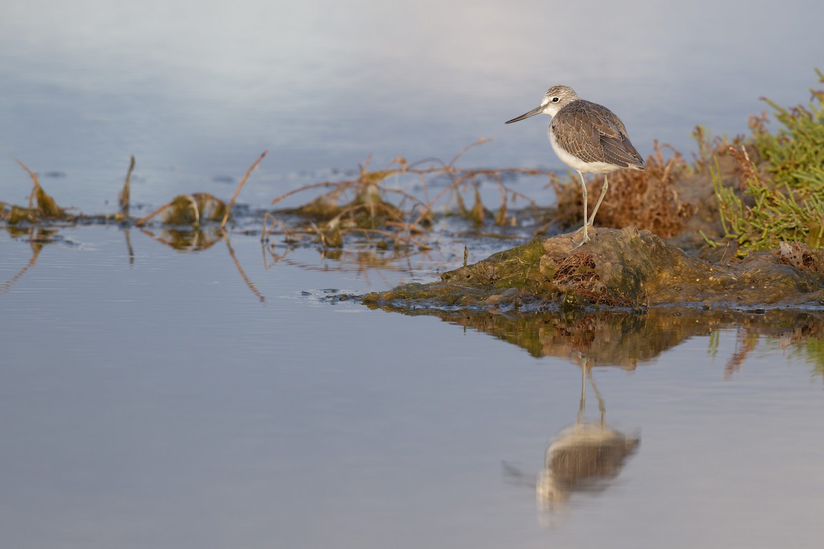 vodouš šedý - ML646711294