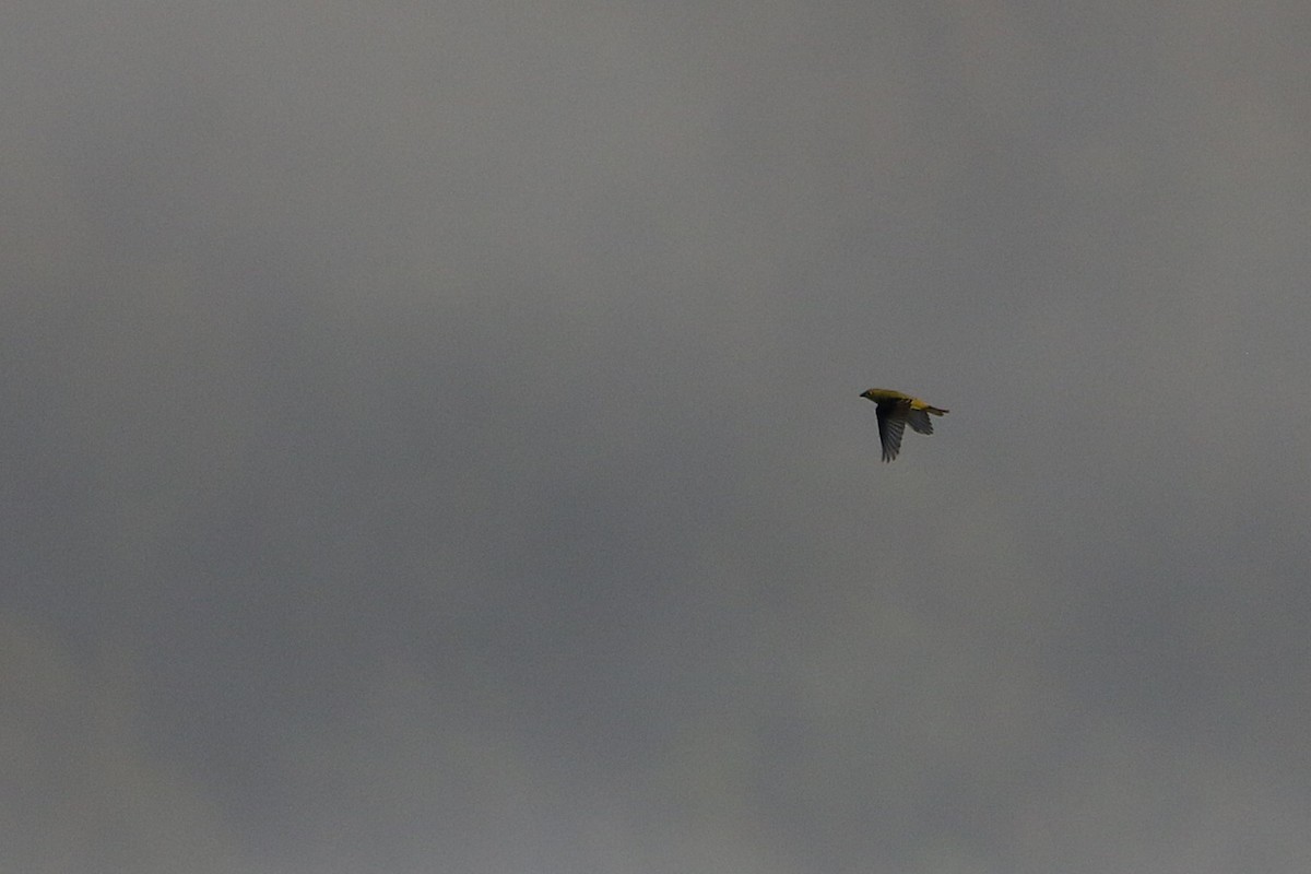 アカフウキンチョウ - ML646711295