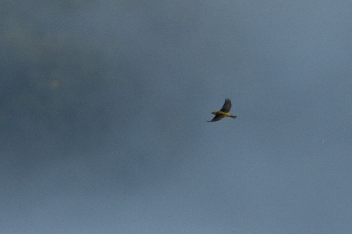 アカフウキンチョウ - ML646711297