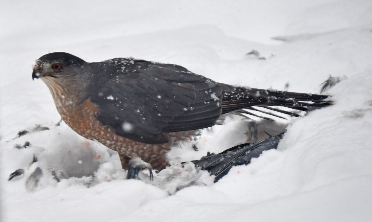 Gavilán de Cooper - ML646711301