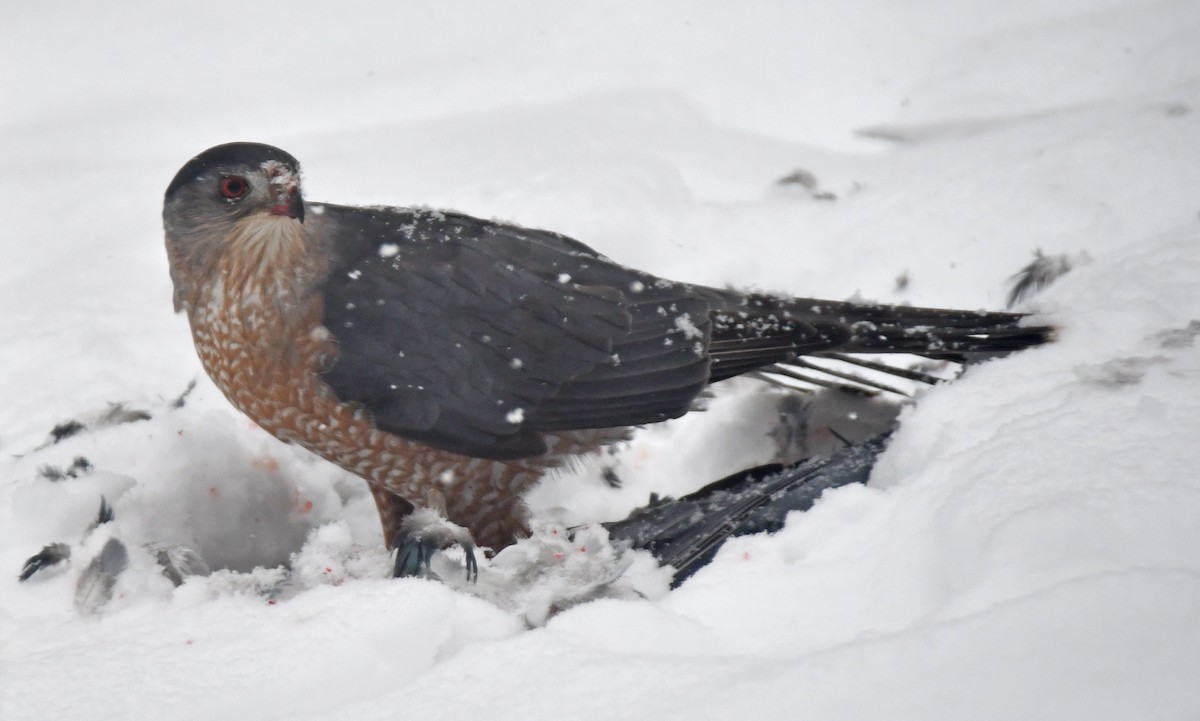 Cooper's Hawk - ML646711302