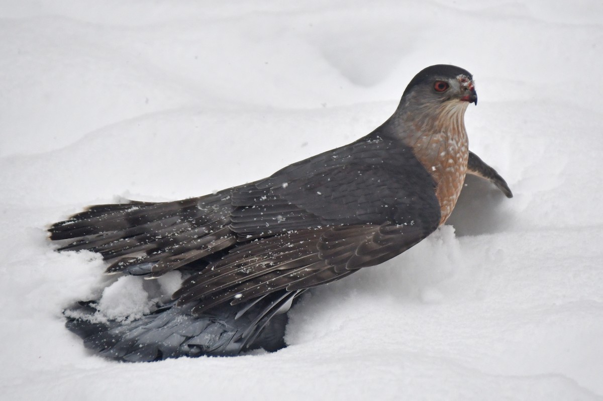 Gavilán de Cooper - ML646711303