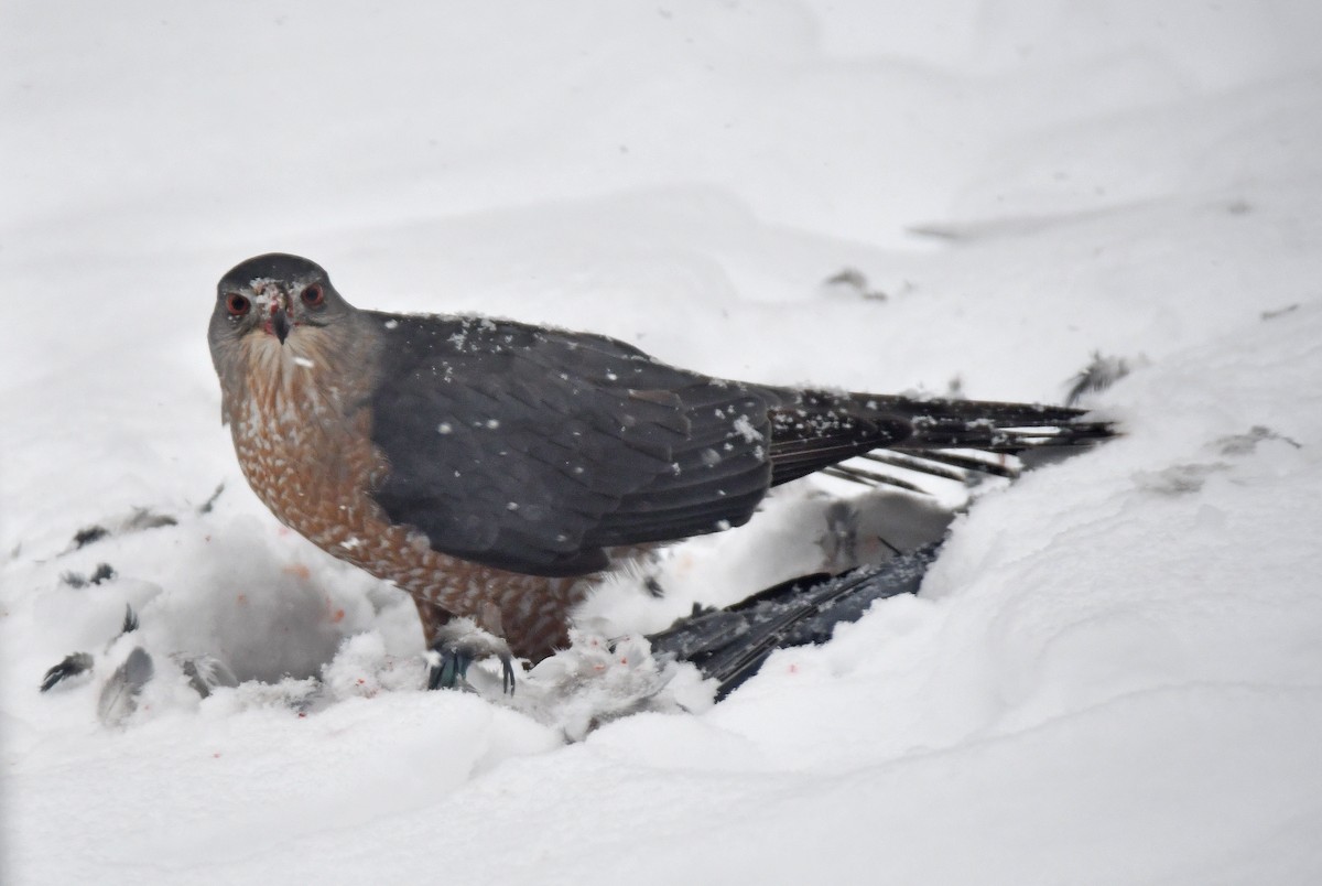 Gavilán de Cooper - ML646711304