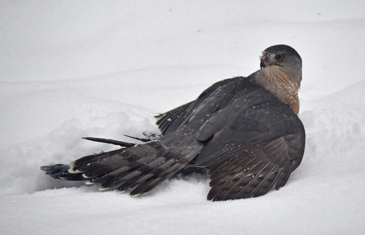 Gavilán de Cooper - ML646711305