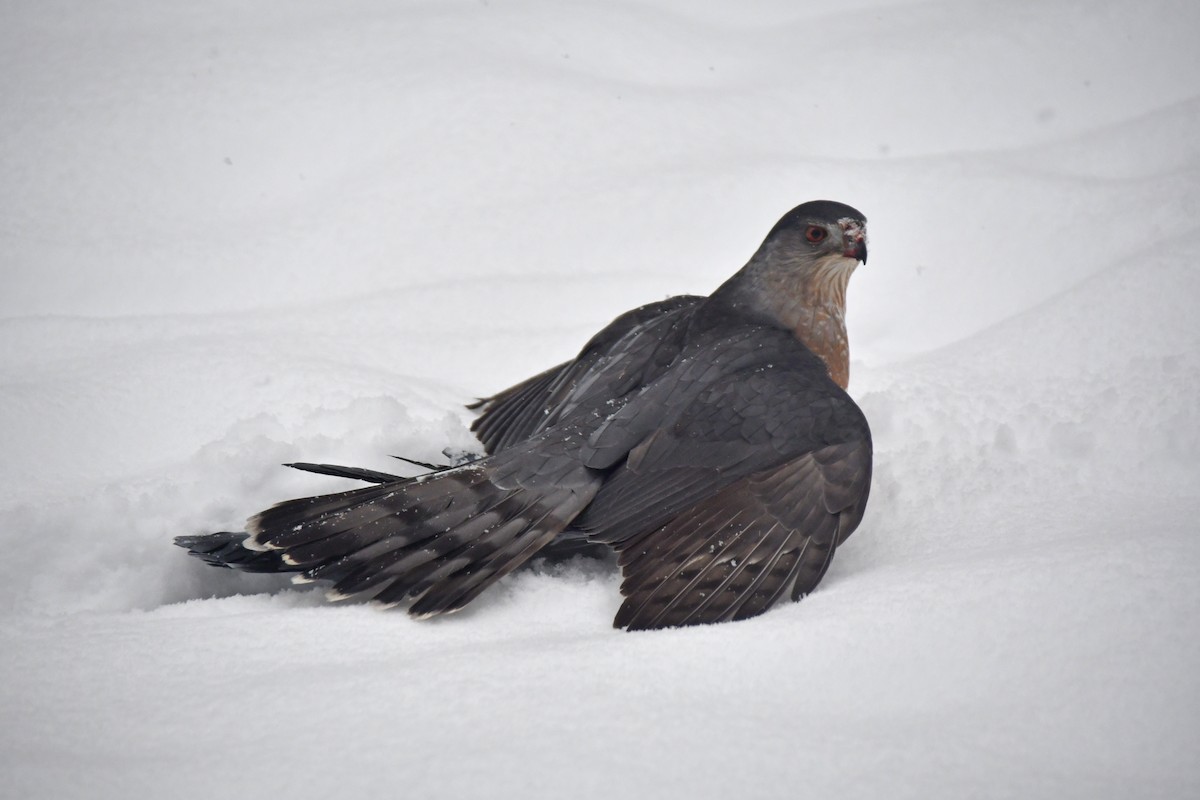 Gavilán de Cooper - ML646711306