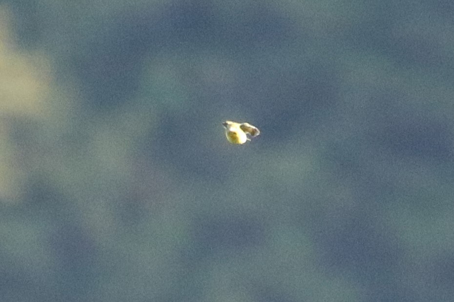 スズメ目 - ML646711309