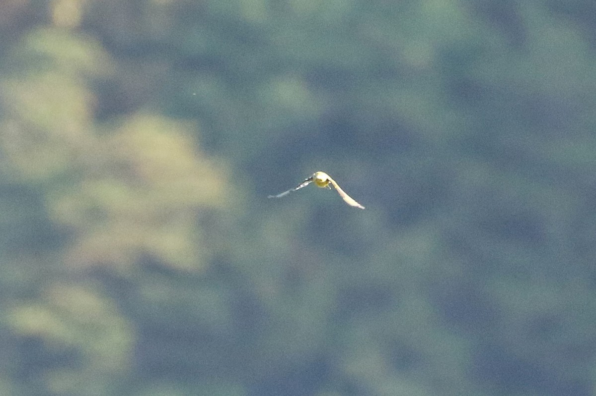 スズメ目 - ML646711310