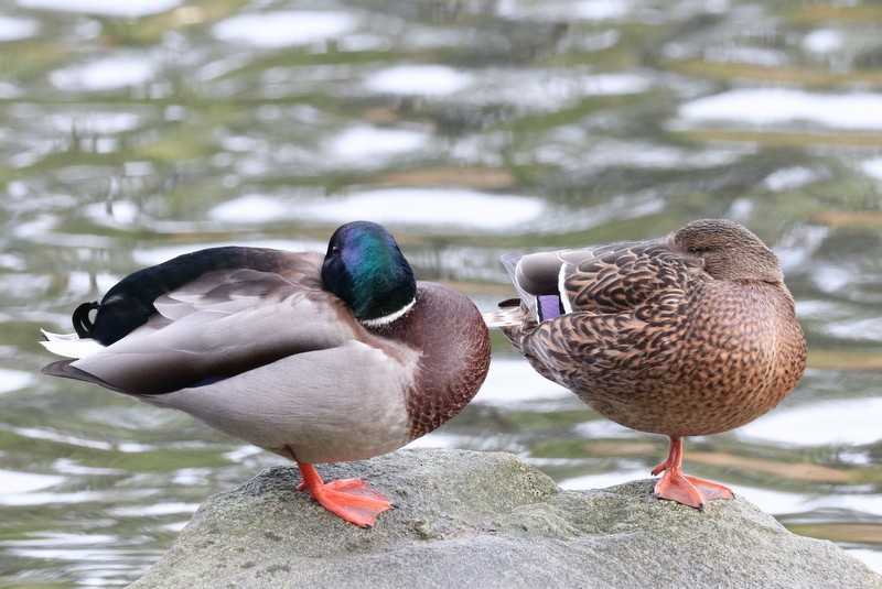 Mallard - ML646711314