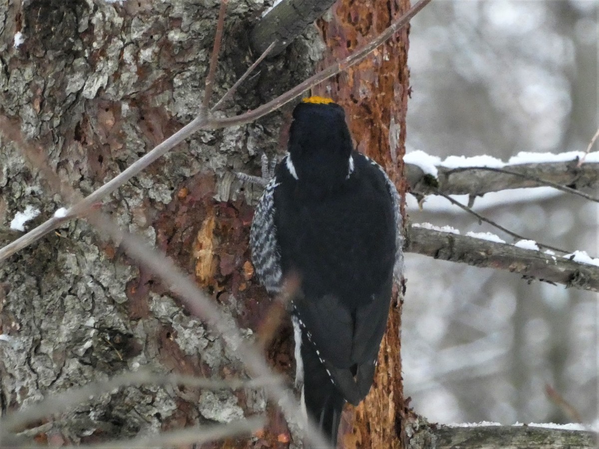 svartryggspett - ML646711315