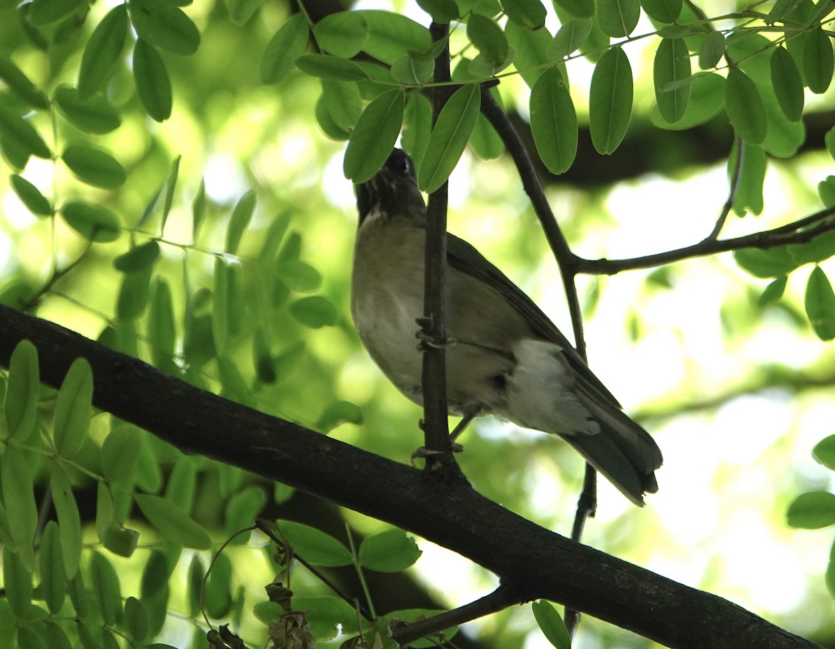 Creamy-bellied Thrush - ML646711324