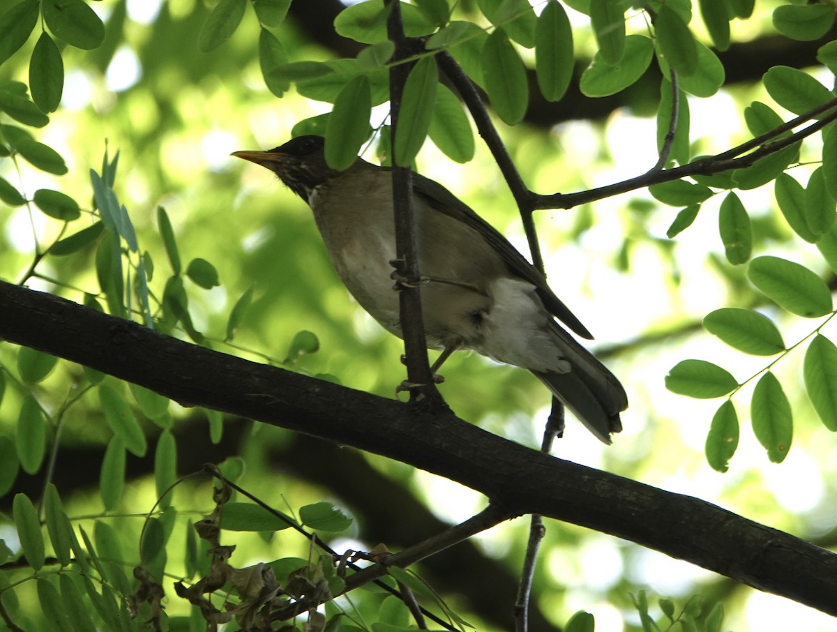 Creamy-bellied Thrush - ML646711326