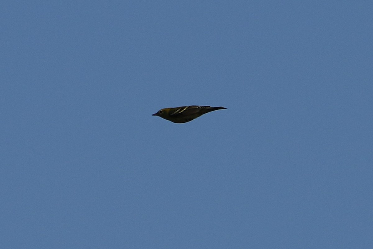 クリイロアメリカムシクイ - ML646711327