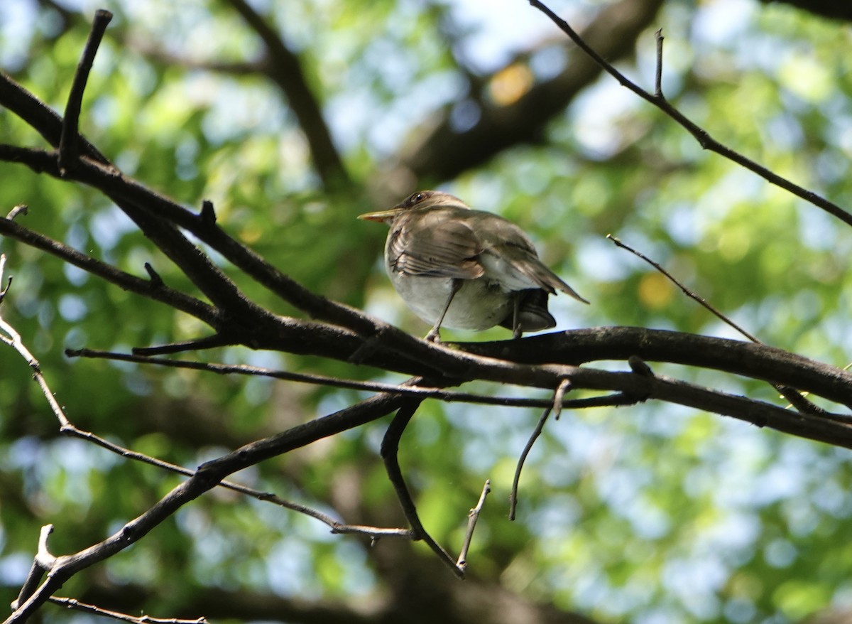 Creamy-bellied Thrush - ML646711329