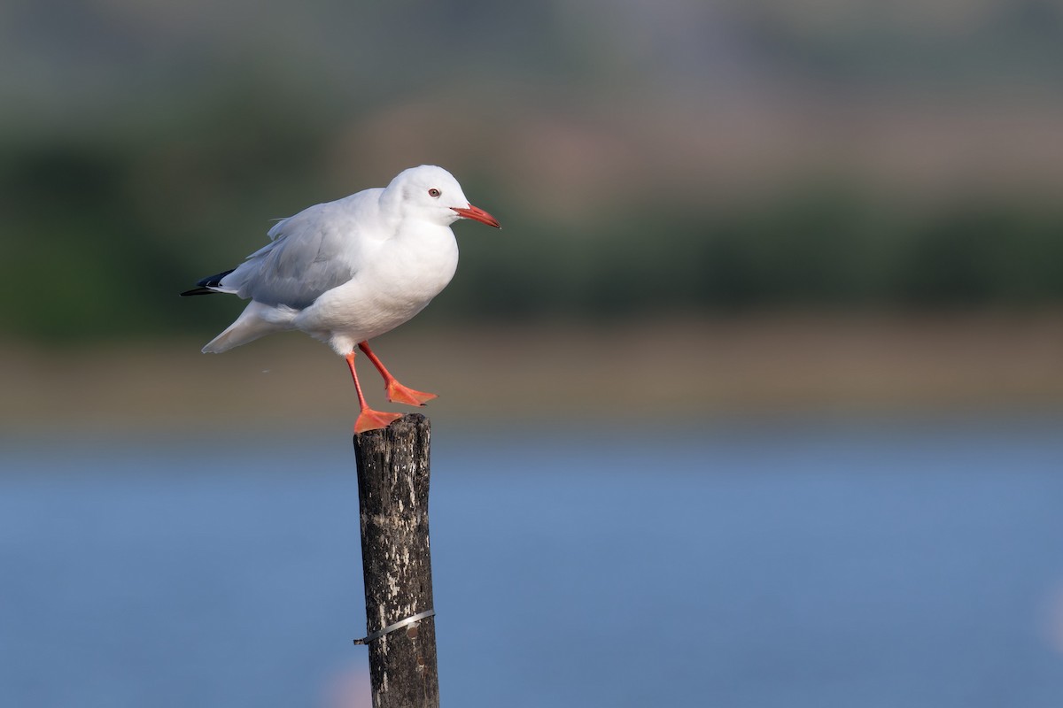 Slender-billed Gull - ML646711352