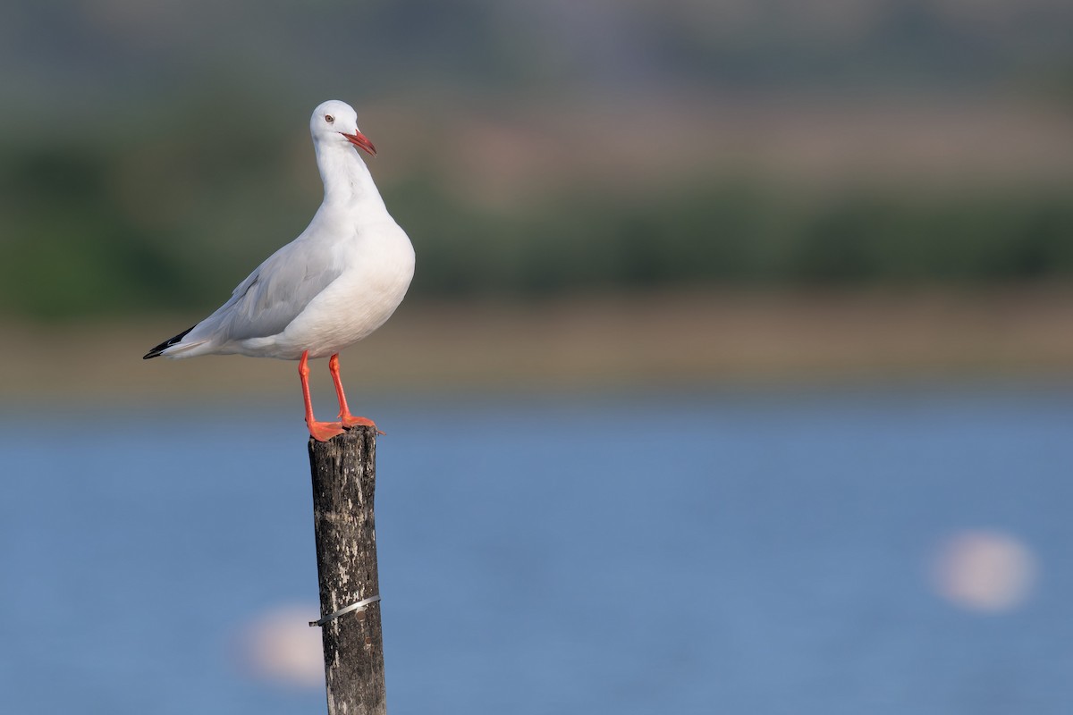 Slender-billed Gull - ML646711353