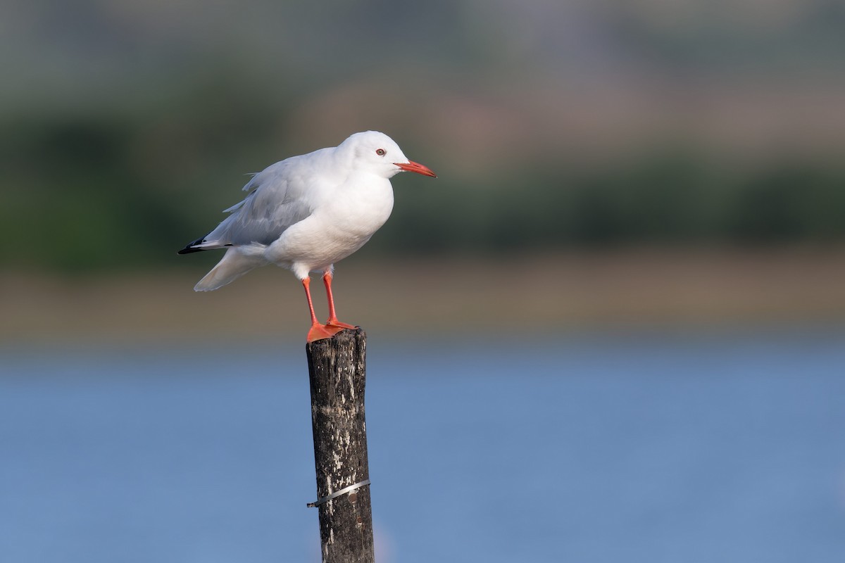 Slender-billed Gull - ML646711354
