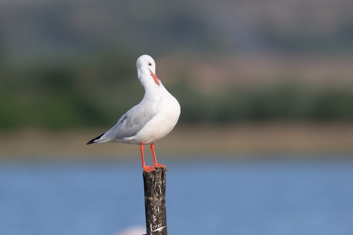Slender-billed Gull - ML646711355