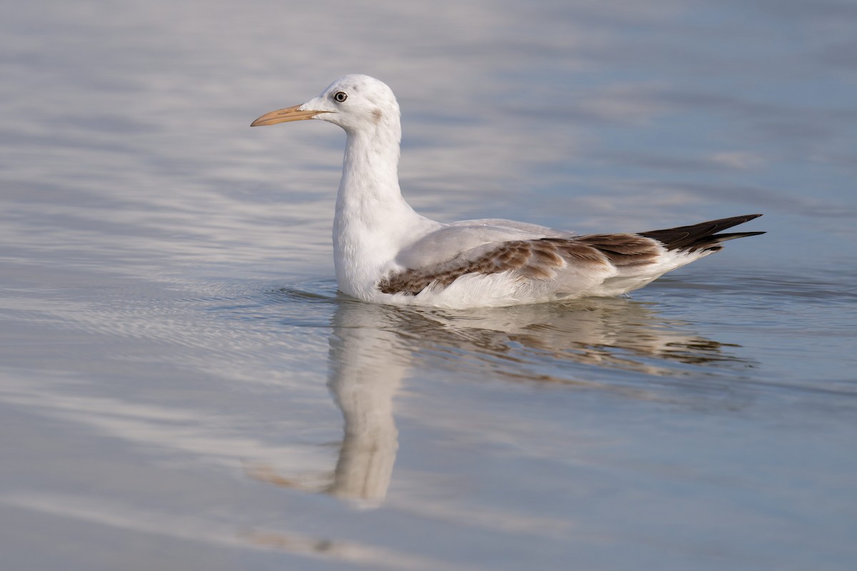 Slender-billed Gull - ML646711356