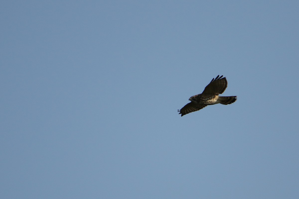 ハネビロノスリ - ML646711359