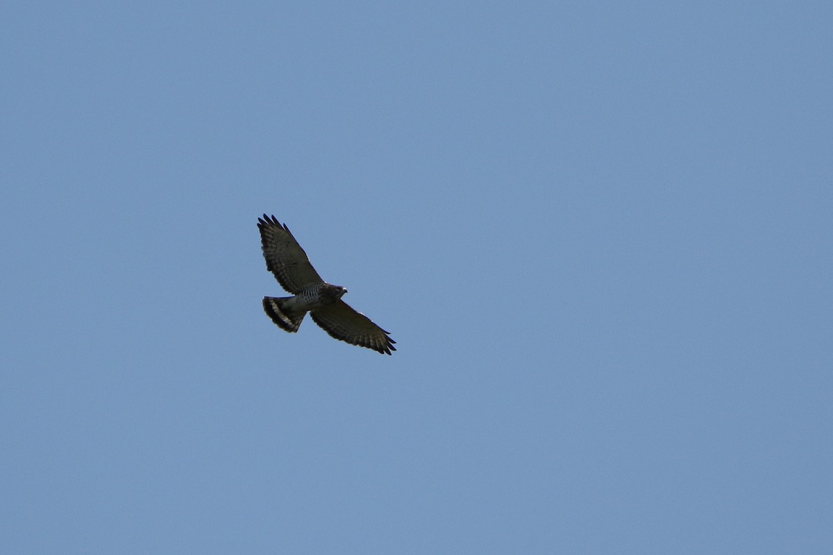 ハネビロノスリ - ML646711360