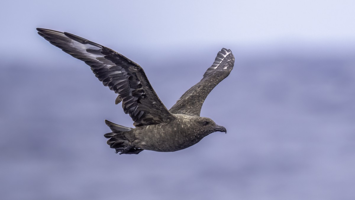 chaluha subantarktická - ML646711364