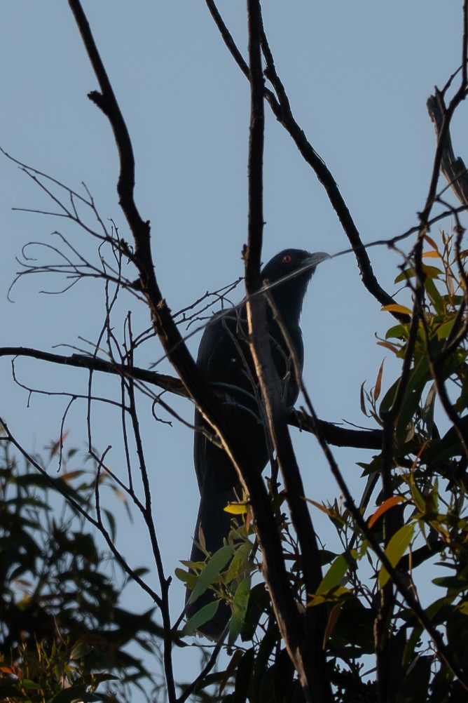 Pacific Koel - ML646711368