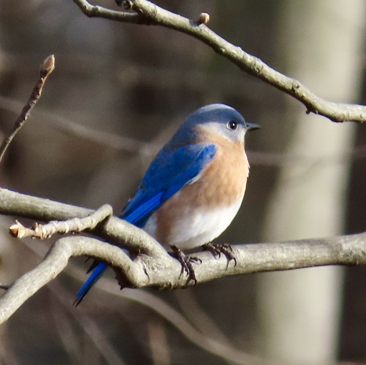 ルリツグミ - ML646711377