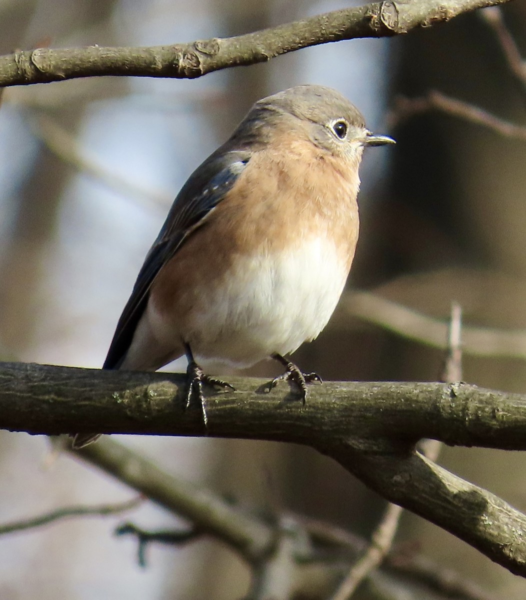 ルリツグミ - ML646711378