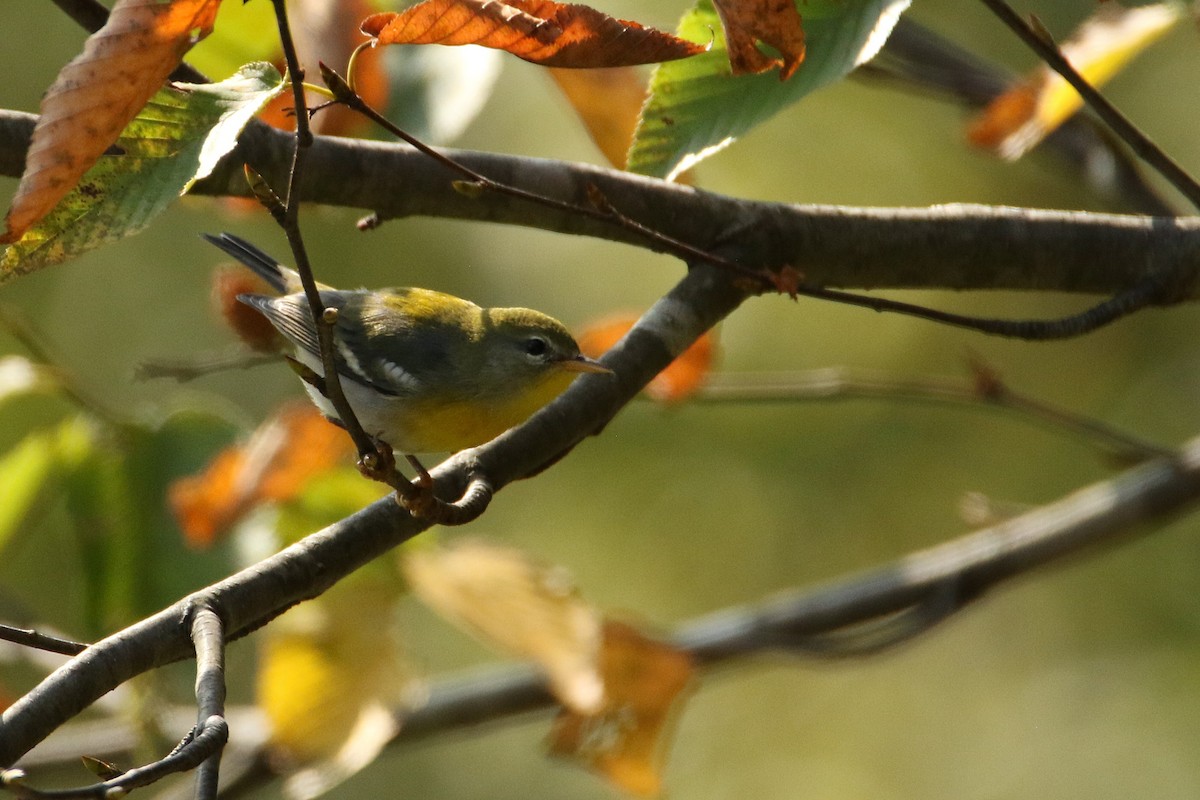 アサギアメリカムシクイ - ML646711379