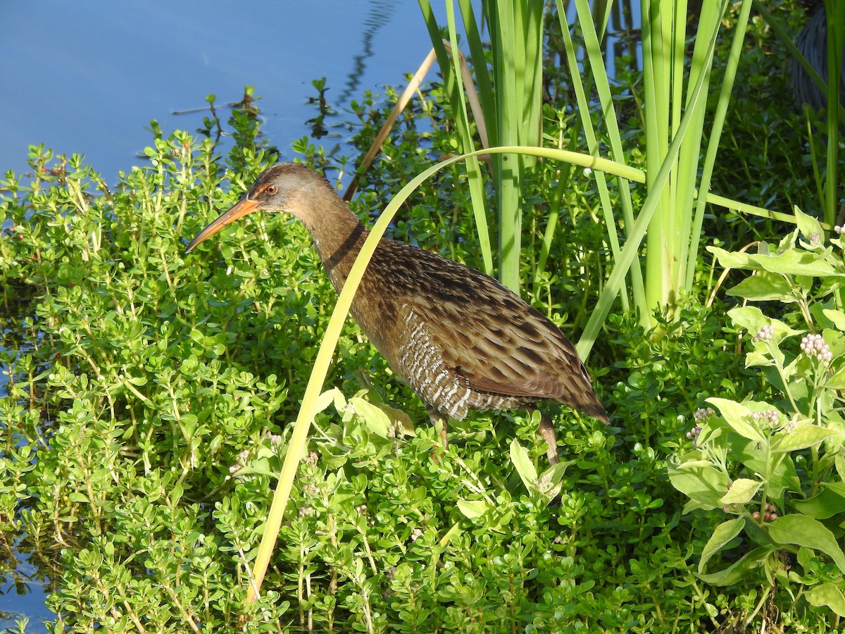 Clapper Rail - ML646711383