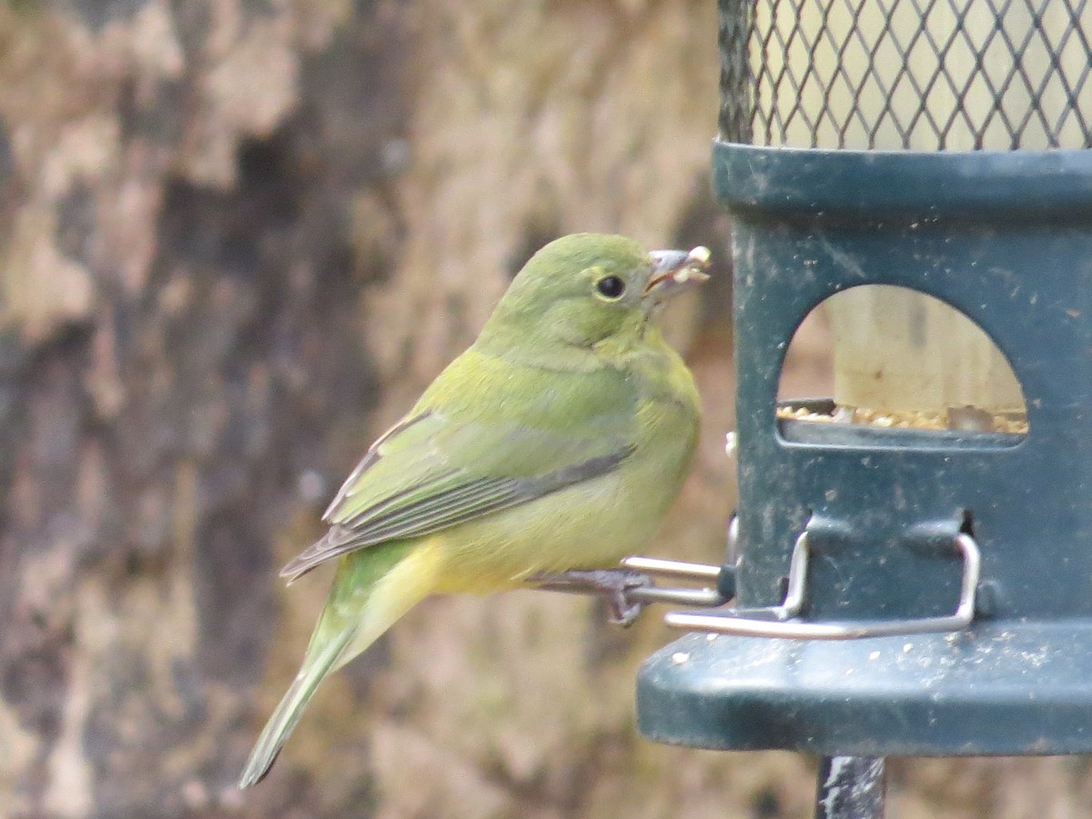 Painted Bunting - ML646711385