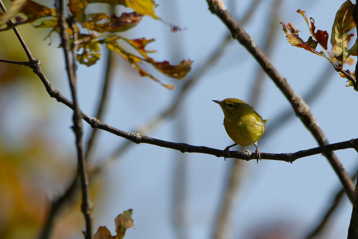 マミジロアメリカムシクイ - ML646711387