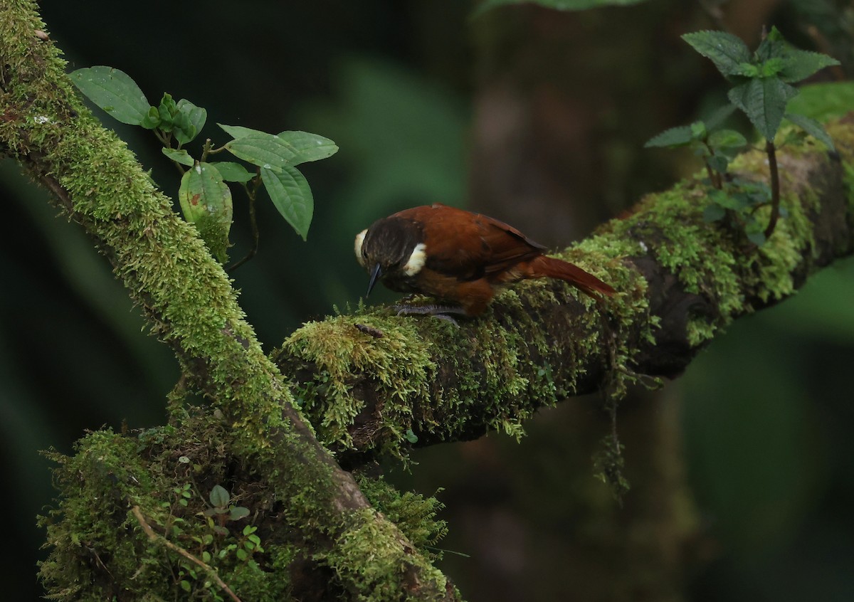 Pacific Tuftedcheek - ML646711389