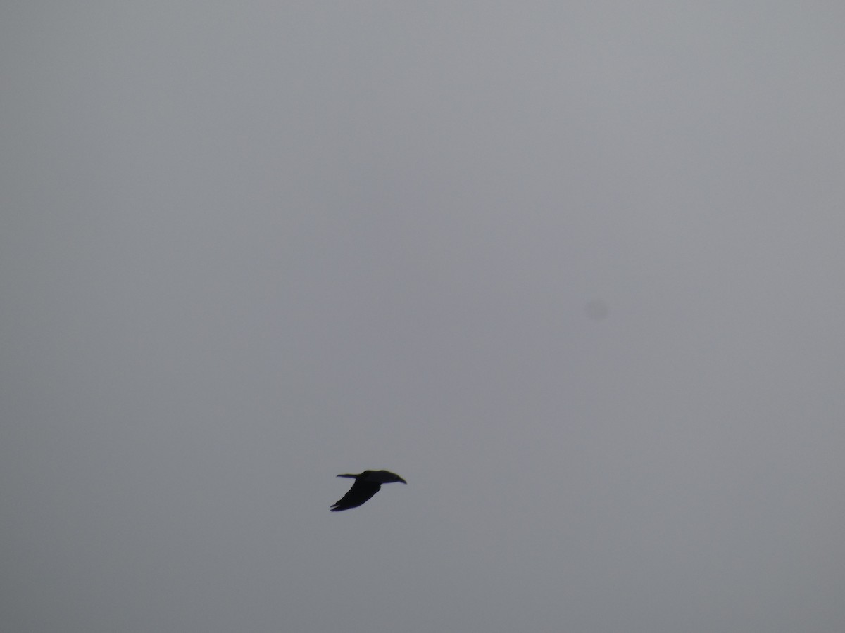 krkavec velký - ML646711390