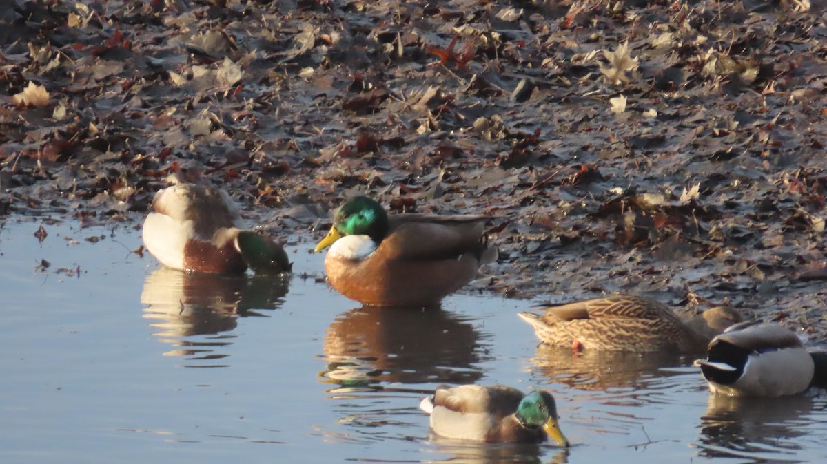 綠頭鴨(馴化) - ML646711391