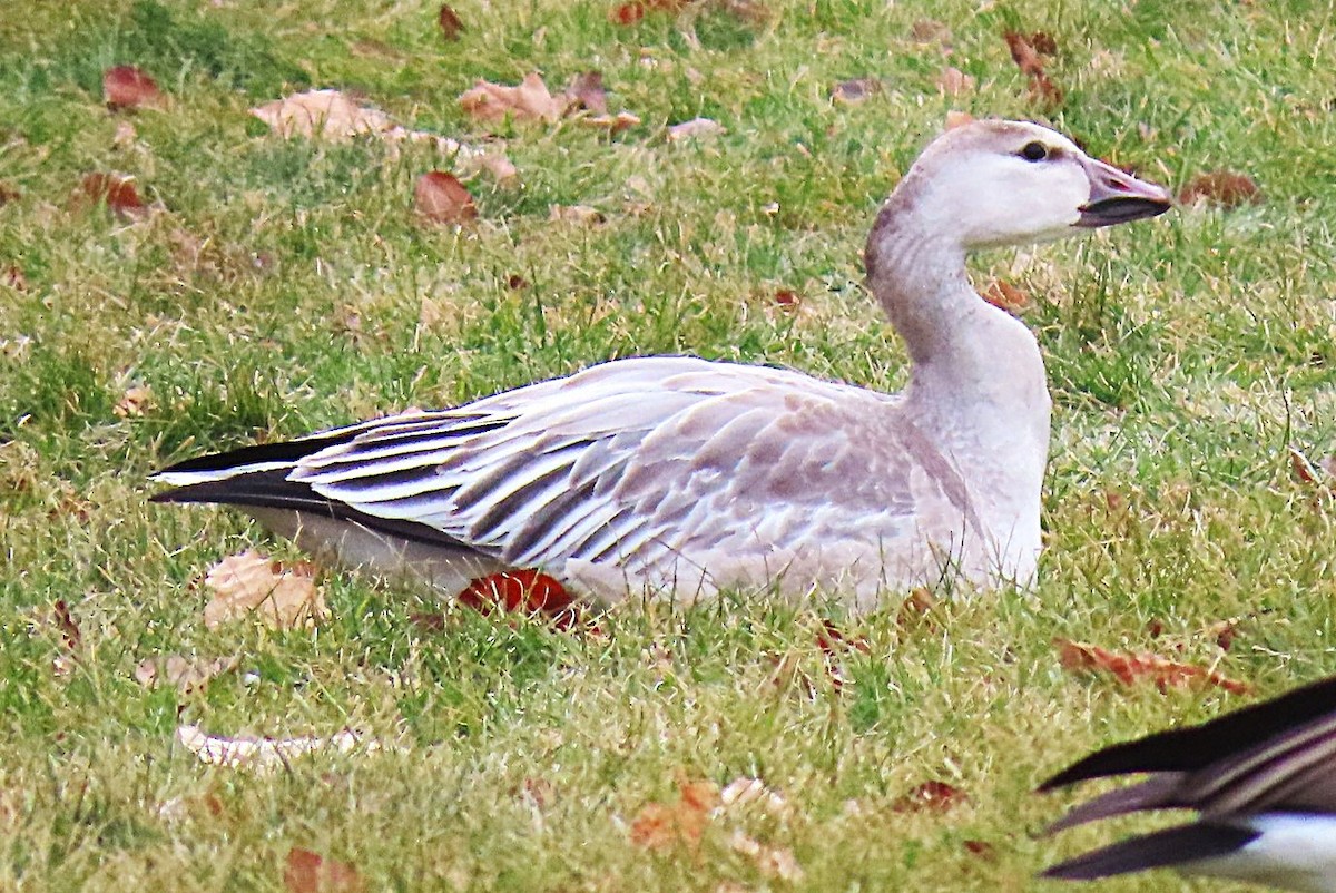 Snow Goose - ML646711393