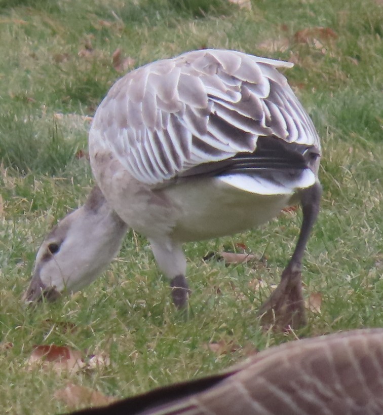 Snow Goose - ML646711394