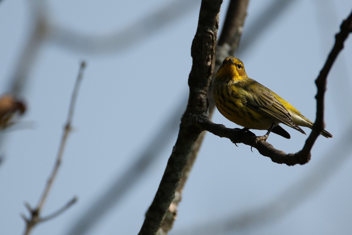 ホオアカアメリカムシクイ - ML646711395